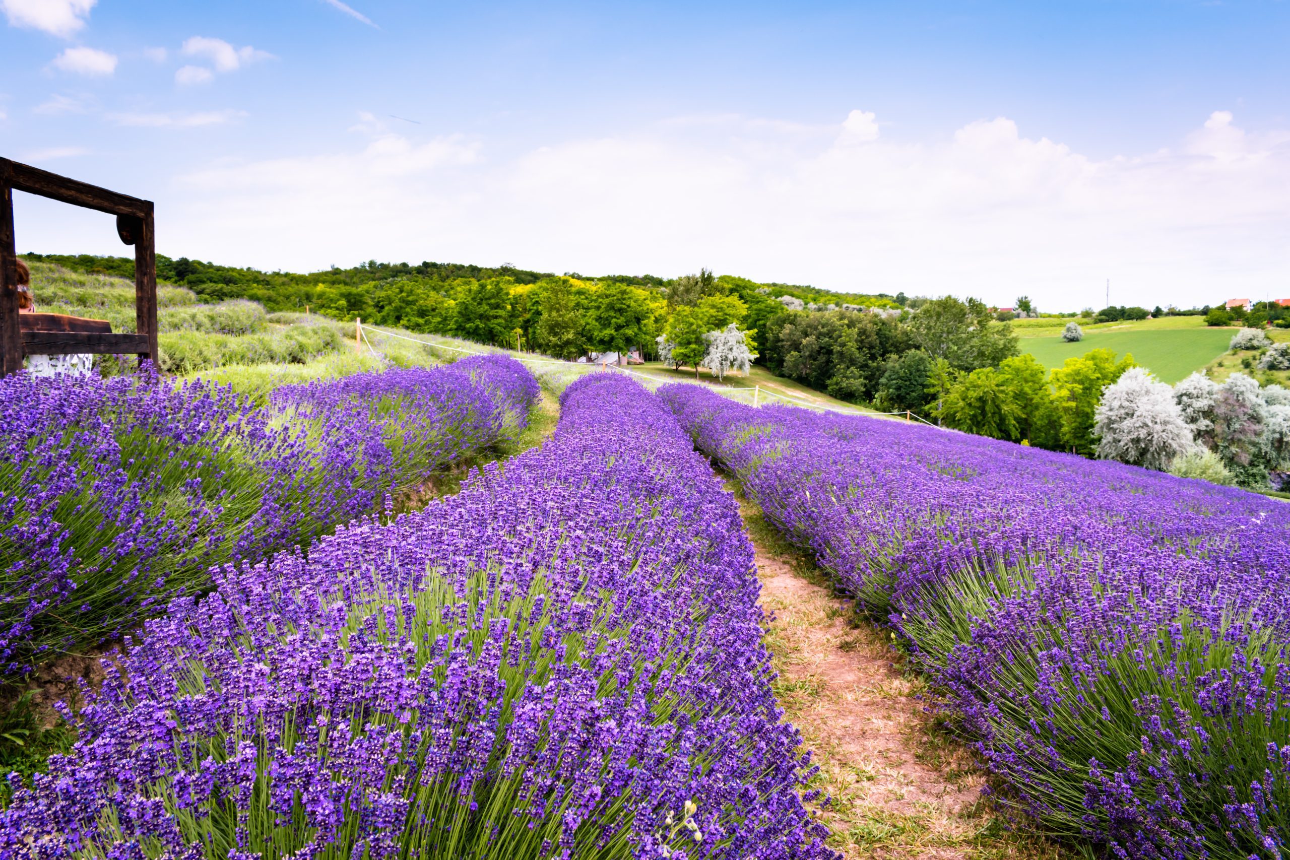 Floraison de lavande au lac Balaton