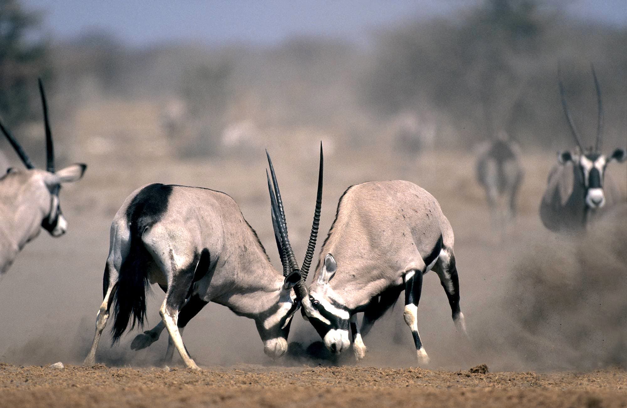 Etosha Safari Camp (8)